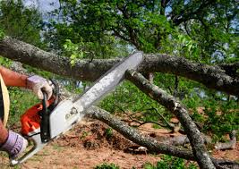 How Our Tree Care Process Works  in  Waverly, MN