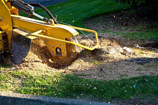 Leaf Removal in Waverly, MN